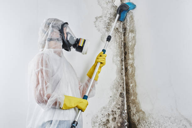 Best Toxic Mold Removal  in Inman, KS