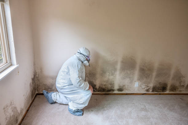 Best Professional Mold Removal  in Inman, KS