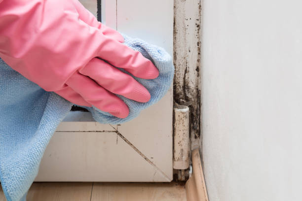 Best Black Mold Removal  in Inman, KS