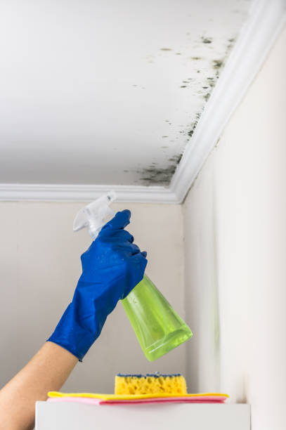 Best Commercial Mold Removal  in Inman, KS